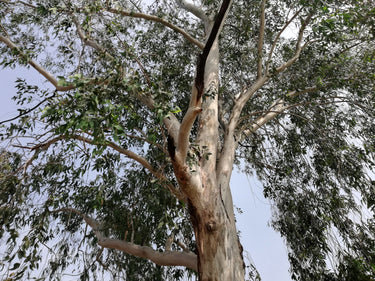 25 RED FOREST GUM Tree Eucalyptus Tereticornis Blue Grey Mountain Flower Seeds